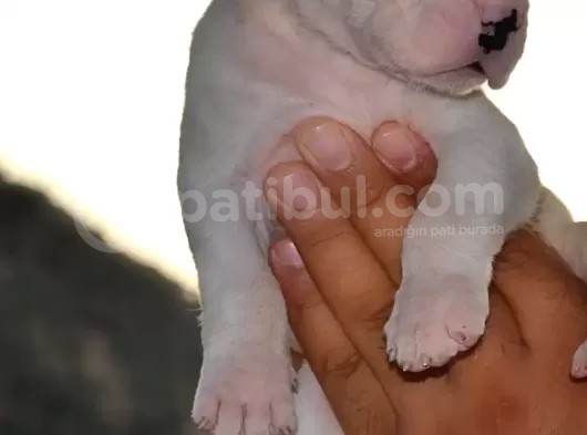 Secereli Dogo Argentino Anne Babanın Yavruları görsel