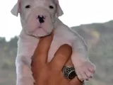 Secereli Dogo Argentino Anne Babanın Yavruları