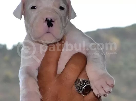 Secereli Dogo Argentino Anne Babanın Yavruları görsel