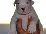 Secereli Dogo Argentino Anne Babanın Yavruları