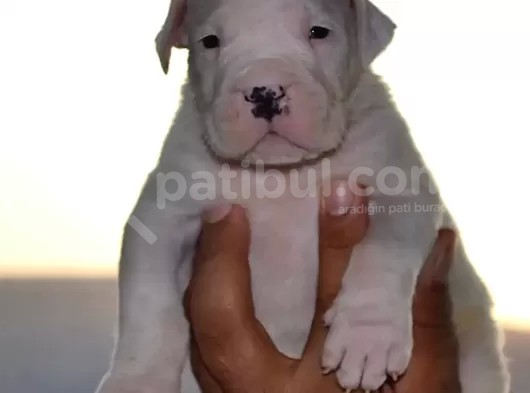 Secereli Dogo Argentino Anne Babanın Yavruları görsel