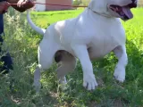 Secereli Dogo Argentino Anne Babanın Yavruları