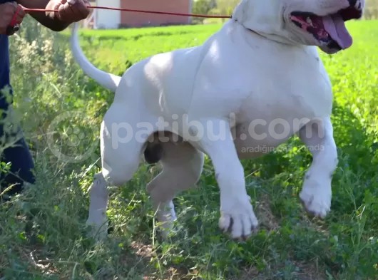 Secereli Dogo Argentino Anne Babanın Yavruları