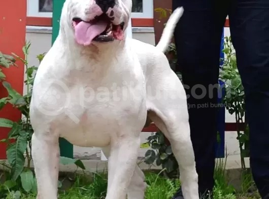 Secereli Dogo Argentino Anne Babanın Yavruları görsel