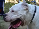 Secereli Dogo Argentino Anne Babanın Yavruları