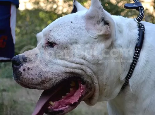 Secereli Dogo Argentino Anne Babanın Yavruları görsel