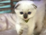 Scottish Fold Chocolate Point Yavrumuza Yuva Arıyoruz