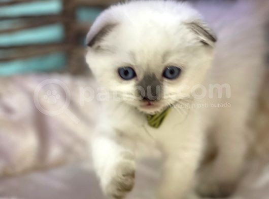 Scottish Fold Chocolate Point Yavrumuza Yuva Arıyoruz görsel