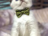 Scottish Fold Chocolate Point Yavrumuza Yuva Arıyoruz