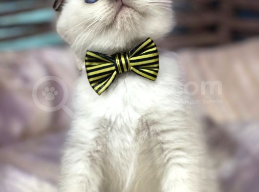 Scottish Fold Chocolate Point Yavrumuza Yuva Arıyoruz