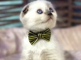 Scottish Fold Chocolate Point Yavrumuza Yuva Arıyoruz