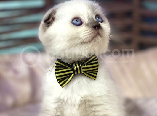 Scottish Fold Chocolate Point Yavrumuza Yuva Arıyoruz görsel