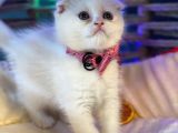 Scottish Fold Yavrularımız Yuva Arıyor
