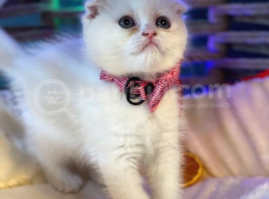 Scottish Fold Yavrularımız Yuva Arıyor görsel