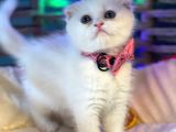 Scottish Fold Yavrularımız Yuva Arıyor