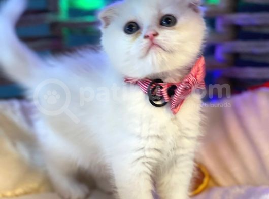 Scottish Fold Yavrularımız Yuva Arıyor görsel