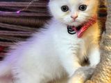 Scottish Fold Yavrularımız Yuva Arıyor