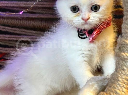 Scottish Fold Yavrularımız Yuva Arıyor görsel