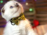 Scottish Fold Chocolate Point Yavrumuza Yuva Arıyoruz