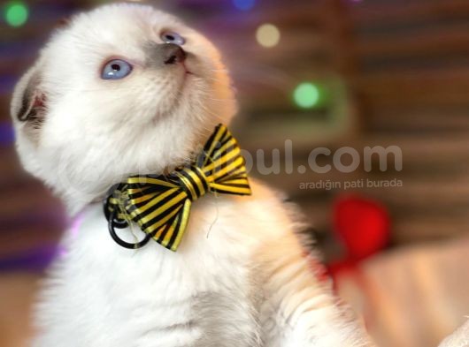 Scottish Fold Chocolate Point Yavrumuza Yuva Arıyoruz görsel