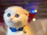 Scottish Fold Yavrularımız Yuva Arıyor