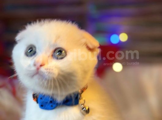 Scottish Fold Yavrularımız Yuva Arıyor görsel