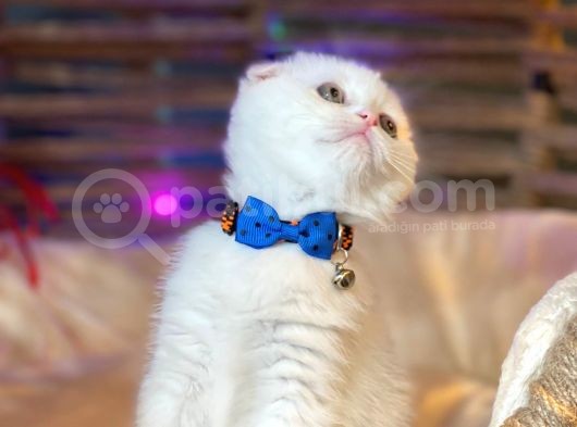 Scottish Fold Yavrularımız Yuva Arıyor görsel