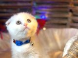 Scottish Fold Yavrularımız Yuva Arıyor