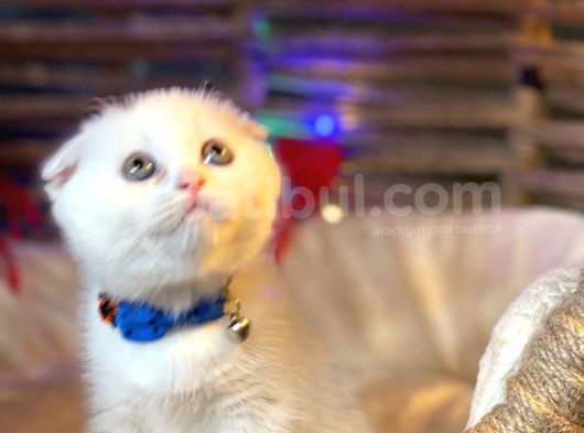 Scottish Fold Yavrularımız Yuva Arıyor görsel