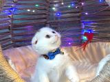 Scottish Fold Yavrularımız Yuva Arıyor