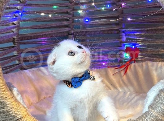 Scottish Fold Yavrularımız Yuva Arıyor