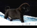 Pug Mops Bebekler