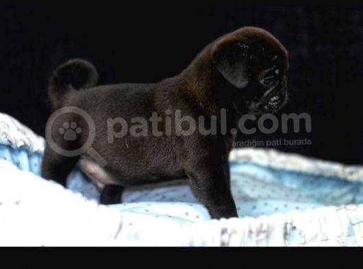 Pug Mops Bebekler