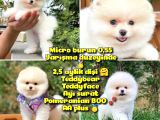 0,50 Mikro KÜT Burun Ödül Adayı 3A PLUS Safkan Boo Pomeranian