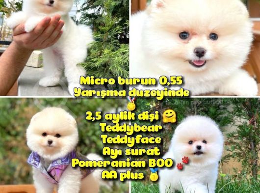 0,50 Mikro Küt Burun Ödül Adayı 3A Plus Safkan Boo Pomeranian
