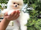0,50 Mikro Küt Burun Ödül Adayı 3A Plus Safkan Boo Pomeranian