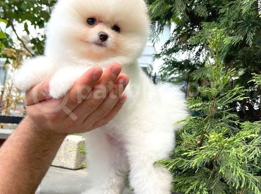 0,50 Mikro Küt Burun Ödül Adayı 3A Plus Safkan Boo Pomeranian görsel