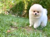 0,50 Mikro Küt Burun Ödül Adayı 3A Plus Safkan Boo Pomeranian