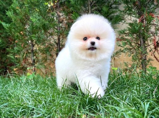 0,50 Mikro Küt Burun Ödül Adayı 3A Plus Safkan Boo Pomeranian görsel