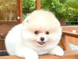 0,50 Mikro Küt Burun Ödül Adayı 3A Plus Safkan Boo Pomeranian