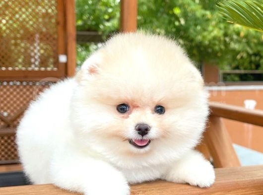 0,50 Mikro Küt Burun Ödül Adayı 3A Plus Safkan Boo Pomeranian görsel