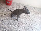 Blue Nose Pitbull 3 Aylık Erkek