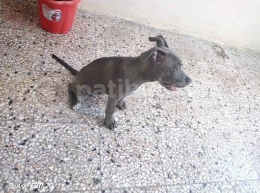 Blue Nose Pitbull 3 Aylık Erkek görsel