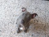 Blue Nose Pitbull 3 Aylık Erkek