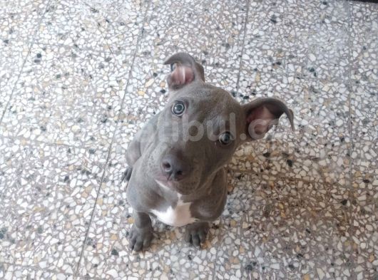 Blue Nose Pitbull 3 Aylık Erkek