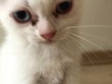 Safkan 2 Aylık Scottish Fold Erkek Karbeyazı