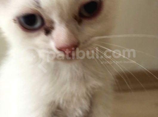Safkan 2 Aylık Scottish Fold Erkek Karbeyazı görsel
