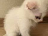 Safkan 2 Aylık Scottish Fold Erkek Karbeyazı