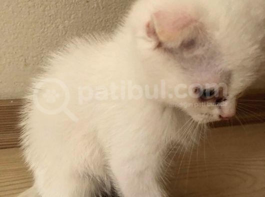 Safkan 2 Aylık Scottish Fold Erkek Karbeyazı görsel
