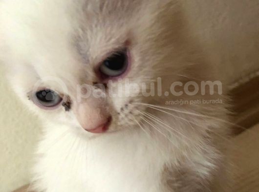 Safkan 2 Aylık Scottish Fold Erkek Karbeyazı görsel